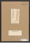 Fragilaria pelagica Ehr. (de-Toni-Nr.: Genus 73, Species 2767) Zeichnungen Sammlung Grunow Nr. 5708 (NHMW-BOT-W0374096)